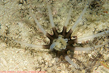 sea cucumber